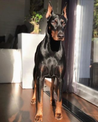 Dobermann