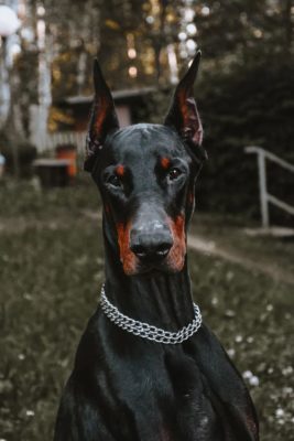 Dobermann