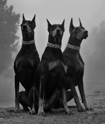 Dobermann