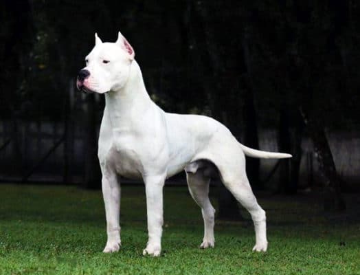 Dogo Argentino