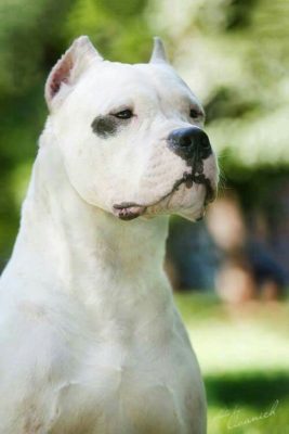Dogo Argentino