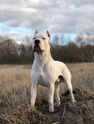Dogo Argentino