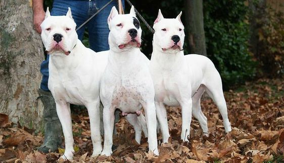 Dogo Argentino