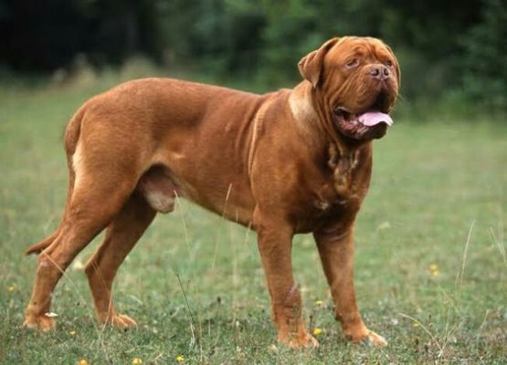 Dogue de Bordeaux