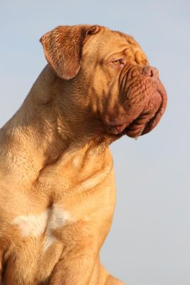 Dogue de Bordeaux