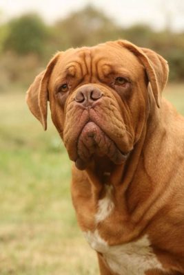 Dogue de Bordeaux