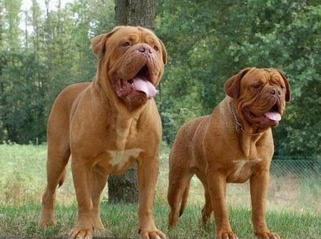 Dogue de Bordeaux