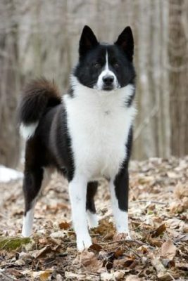 East Siberian Laika