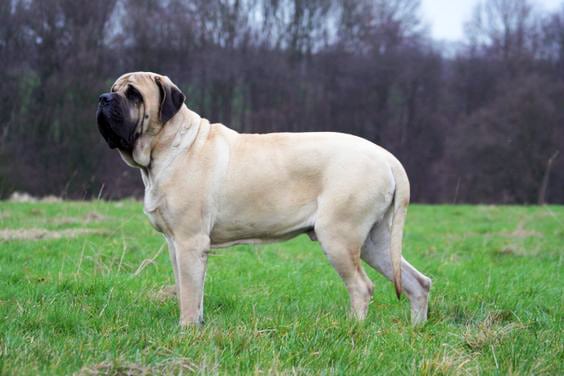 English Mastiff