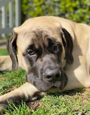 English Mastiff