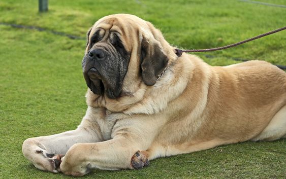 English Mastiff