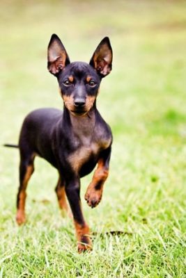 English Toy Terrier