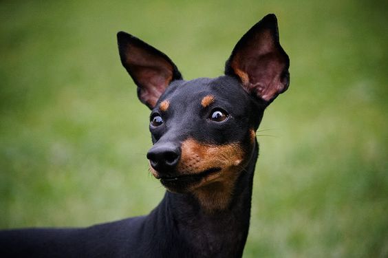 English Toy Terrier