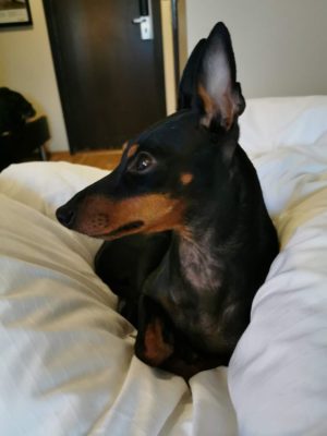 English Toy Terrier