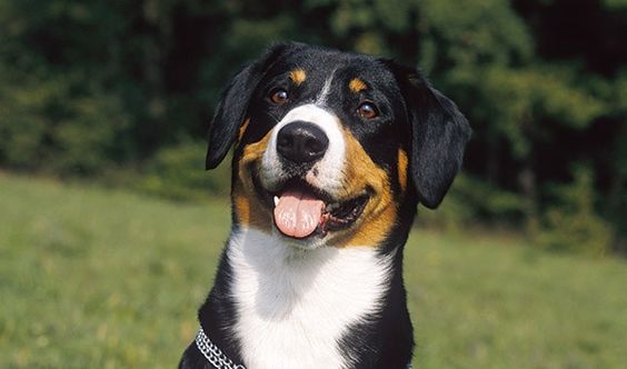 Entlebucher Mountain Dog