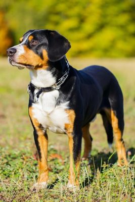 Entlebucher Mountain Dog