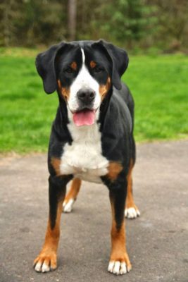 Entlebucher Mountain Dog