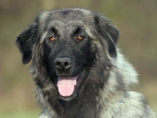 Estrela Mountain Dog