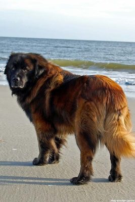 Estrela Mountain Dog