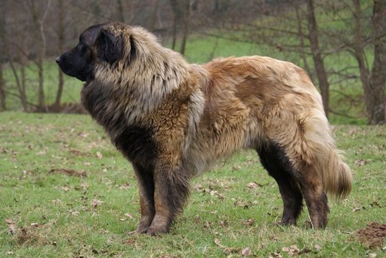 Estrela Mountain Dog