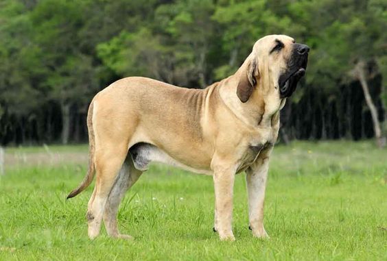 Fila Brasileiro