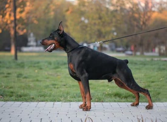 German Pinscher