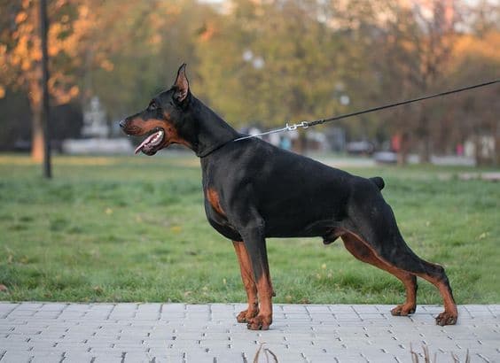 German Pinscher