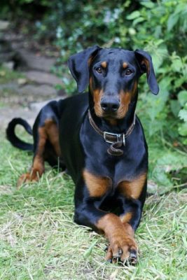 German Pinscher
