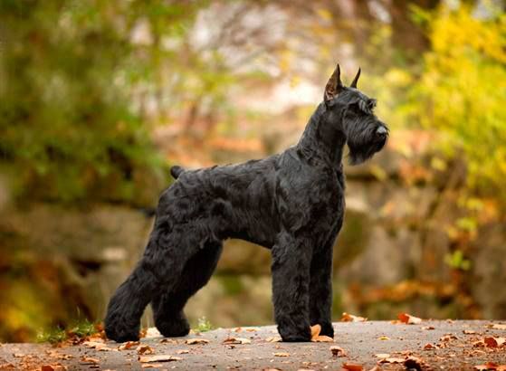 Giant Schnauzer