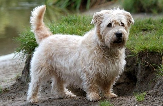 Глен Оф Імаал Тер’єр