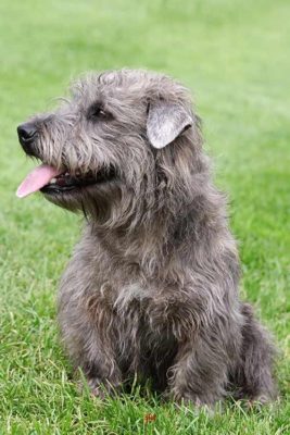 Glen of Imaal Terrier