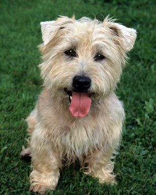Glen of Imaal Terrier