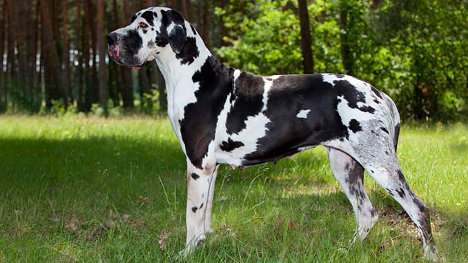 Great Dane