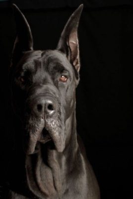 Great Dane