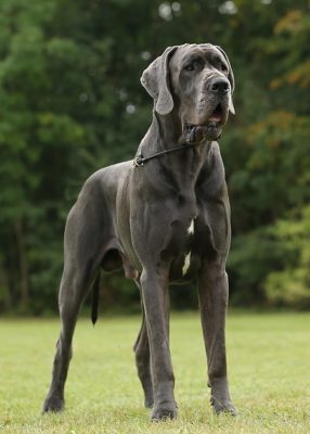 Great Dane