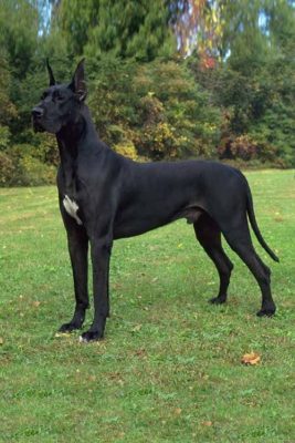 Great Dane
