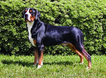 Greater Swiss Mountain Dog