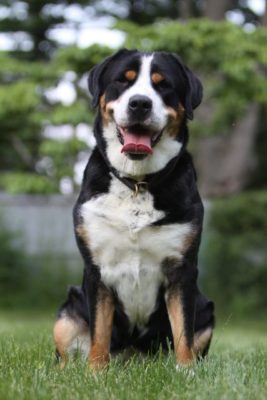 Greater Swiss Mountain Dog