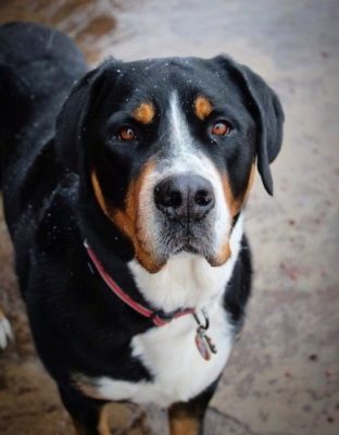 Greater Swiss Mountain Dog