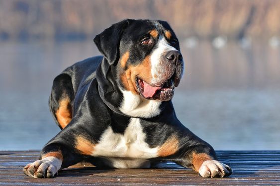 Greater Swiss Mountain Dog