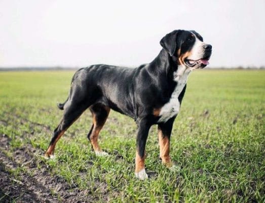 Greater Swiss Mountain Dog