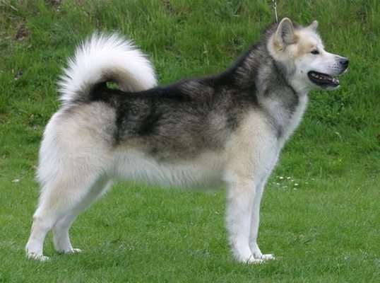 Greenland Dog