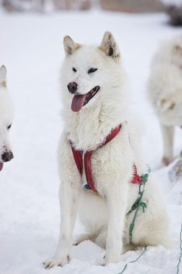 Greenland Dog