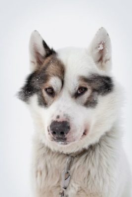 Greenland Dog