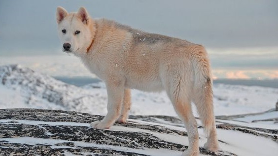 Greenland Dog