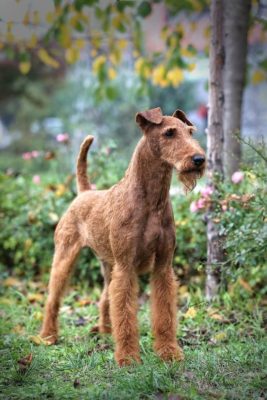 Irish Terrier