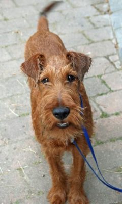 Irish Terrier