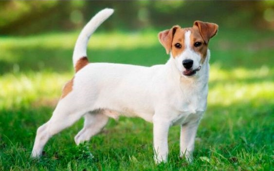 Jack Russell Terrier