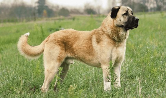 Kangal Shepherd Dog