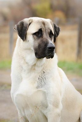 Kangal Shepherd Dog